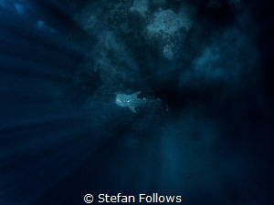 Wandering Star ...

Whale Shark - Rhincodon typus

Sa... by Stefan Follows 